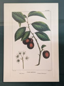 Bombay Framed Cherry Botanical Illustration with Ornate Gold Frame