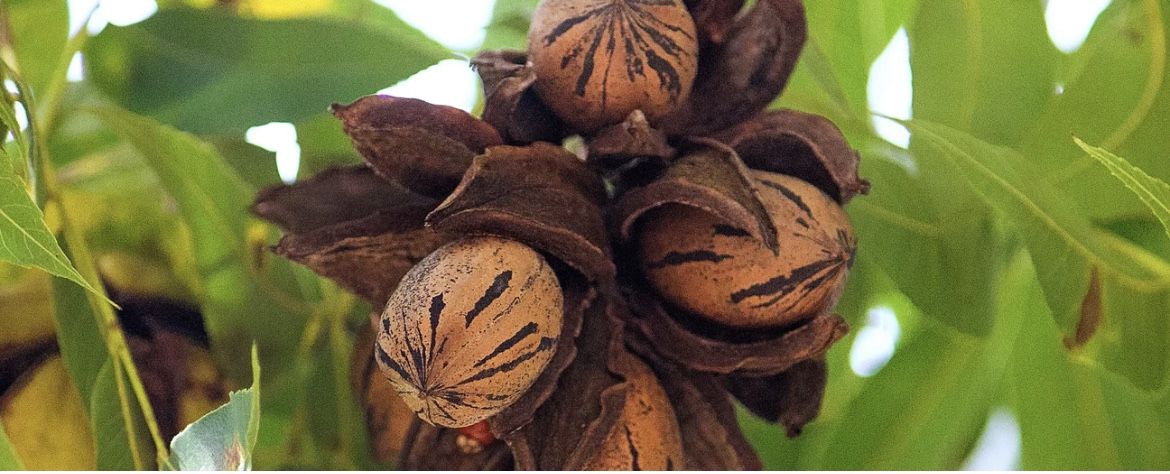 Pecan Trees