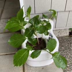 Planter:  Vintage Water Fountain