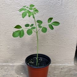 Moringa Tree ( Starter Plant)