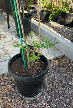 Moringa Oléifera almost 8 ft tall…$120.00 firm (Please read Description)