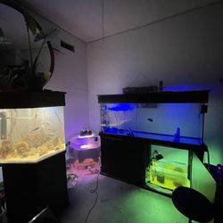 Aquarium Tanks For Sale 