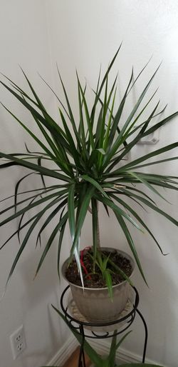 Delray Plants Dracaena Marginata Bush Madagascar Dragon Tree Easy to Grow Live House Plant,