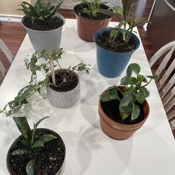 Small Healthy Plants 