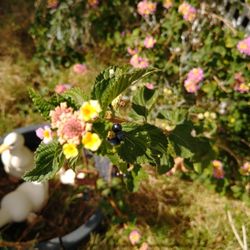  Palm Tree Sprouts And  Lantana Free If You remove Them From  Flower Pots