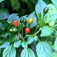 Arbolitos De Chile Chiltepe O chiltepin.   