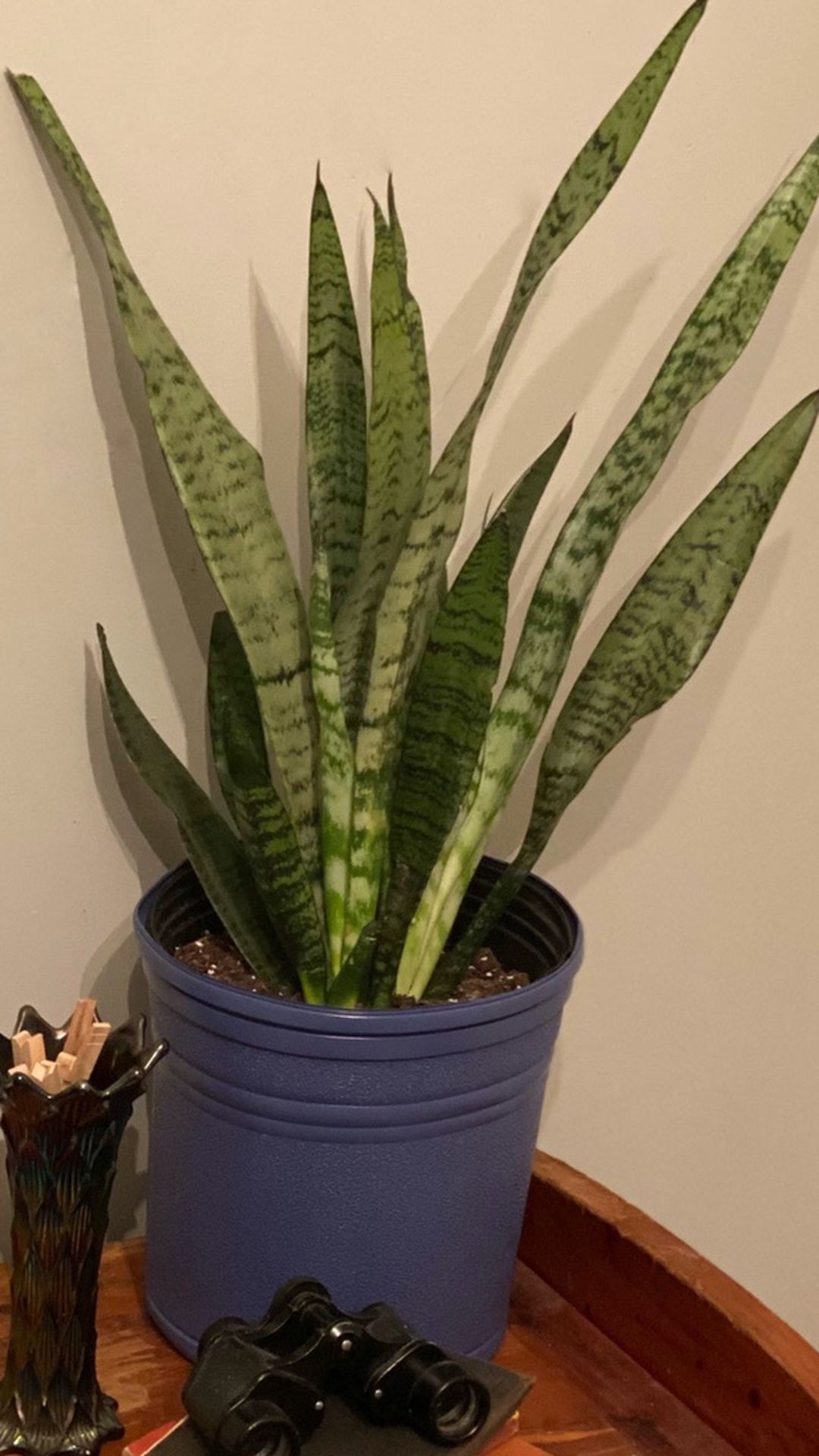 Snake Plant About 2 Feet Tall