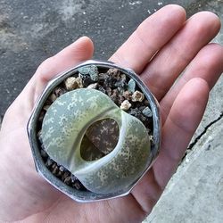 Large Potted Lithops Aka Living Stone Succulent 