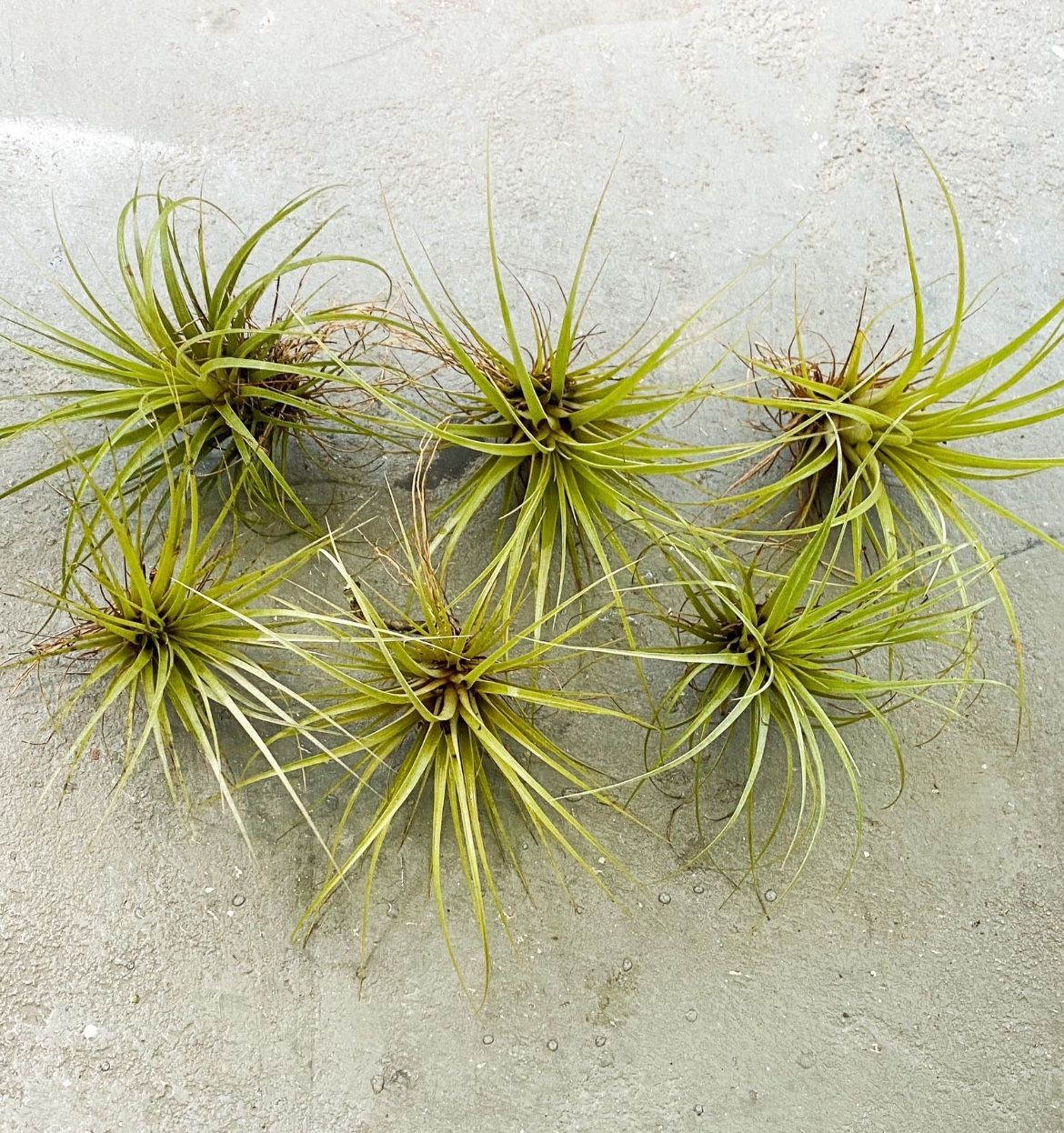 6 Tillandsia Espinosae Air Plants