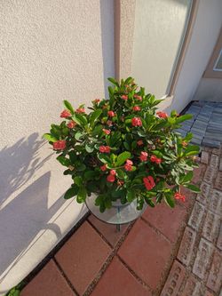 Corona De Cristo Flor Roja chica