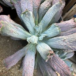 Huge Echeveria Linguas Cluster In 5 Gallon Pot