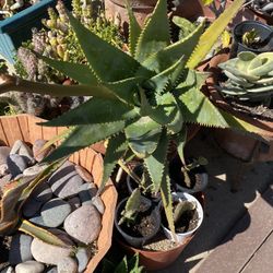 Giant Aloes 