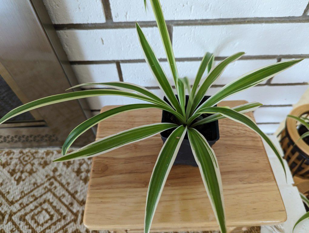 Variegated Spider Plant 