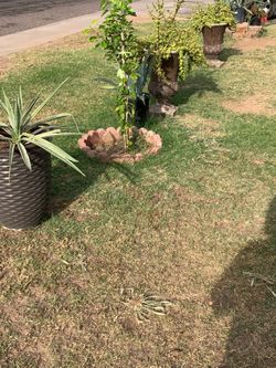 Part five of the many amazing great selections of garden patio plants