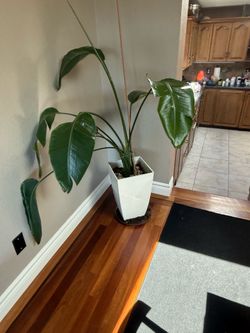 House Plant / Pot