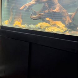 75 Gallon Aquarium set up 