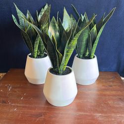 3 Crate & Barrel Faux Snake Plants In Pots