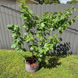 Mature American Red Mulberry Tree