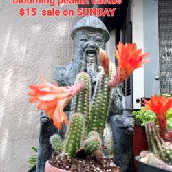 SUCCULENT SALE TODAY (SUNDAY) FROM 1PM TO 530PM IN SAN LORENZO