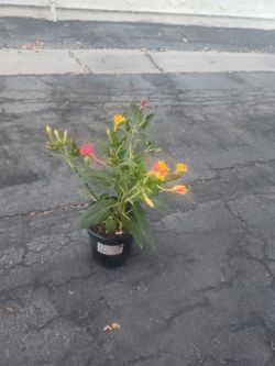 Four o clock plant