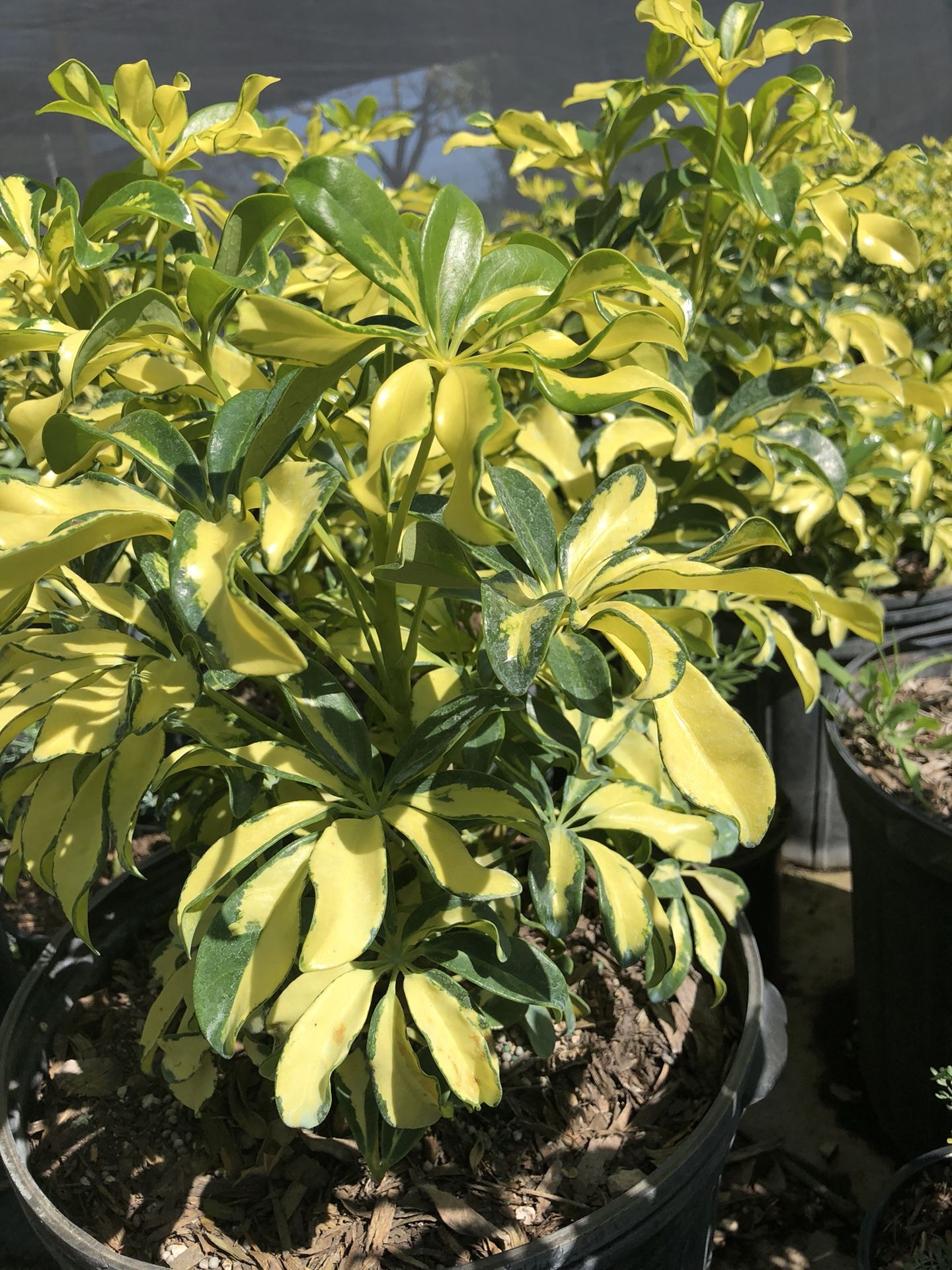 Tengo ala Venta green Islang de 7 galones clusia de 7 galones croton de 7 galones coco plon de 7 galones y trinette toda planta de 7 galones costo de