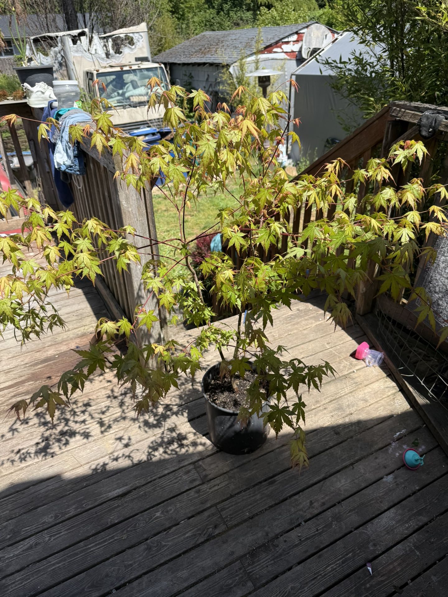Japanese Maple  3 Foot and 8” Tall 