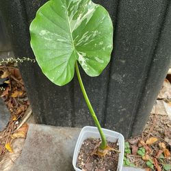 Variegated Alocasia Plant