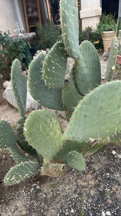Multiple Succulents