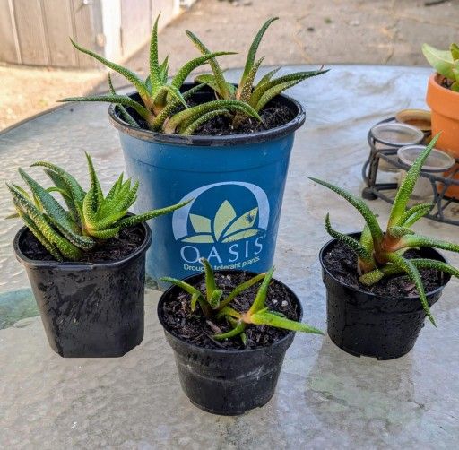 Succulents