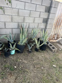 Agave Plants Different Sizes