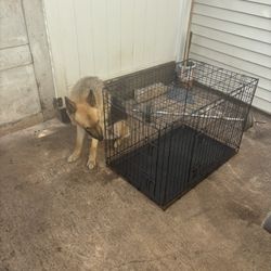 Dog Cage