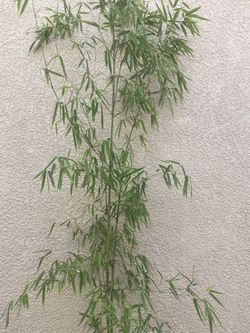 Beautiful Bamboo