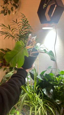 Philodendron 