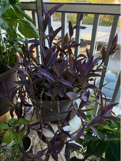 Large plant