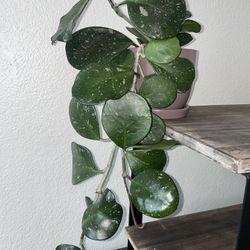 Hoya Orbifolia Plant