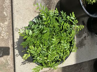 Curry Leaves plant