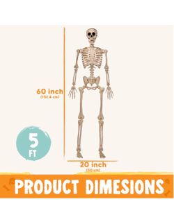 Skeleton 5 feet