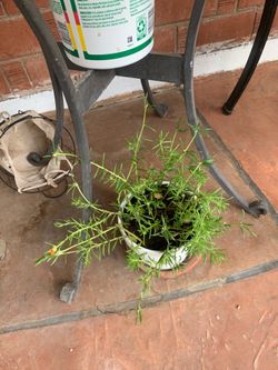 White Container and Green Plant