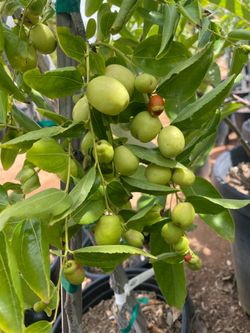 Jujube Trees- Almond Trees- Passionfruit Vines- Persimmon Trees- Cherimoya Trees- Tiger Fig Trees- Banana Plants - Olive Trees- Sapote Trees- Moringa 