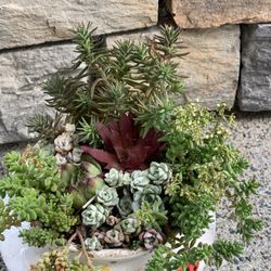 Live succulent arrangement in ceramic pot