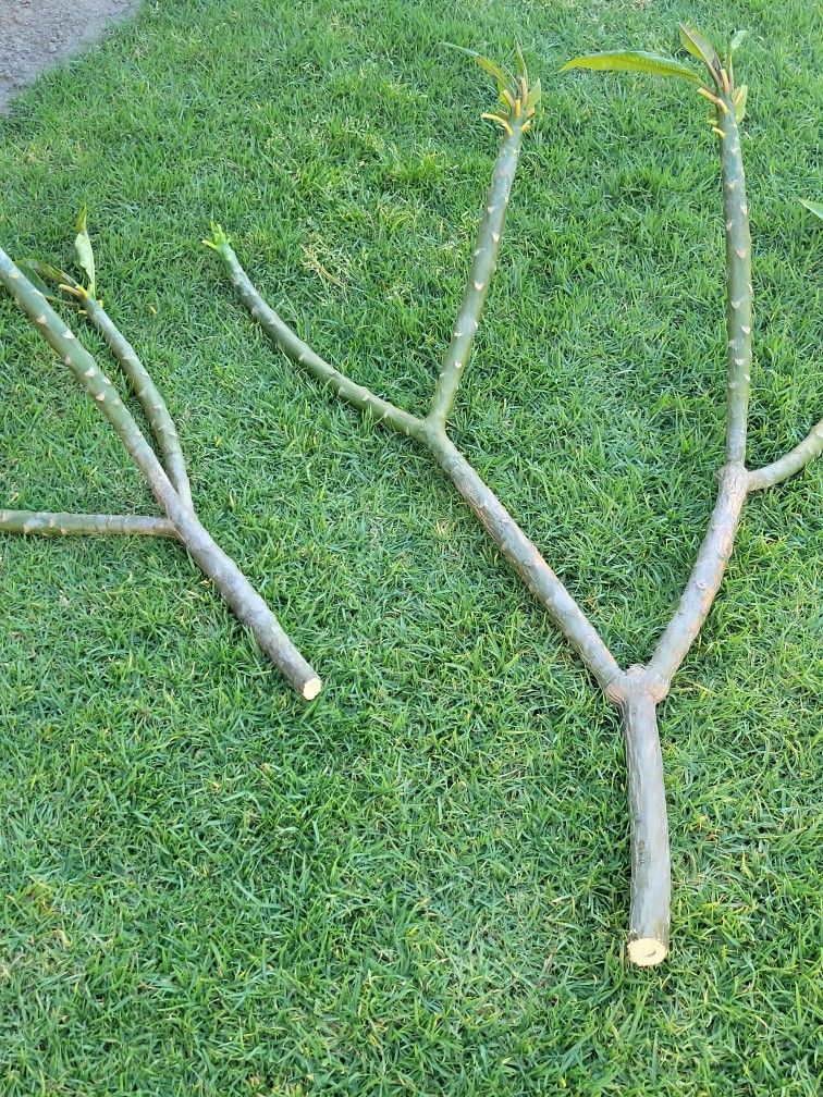 Peachy Plumeria Cuttings 3 & 4'