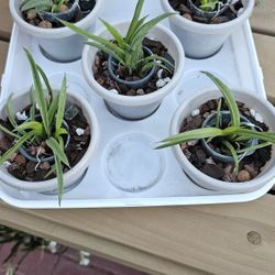 Tolumnia Mixed Batch