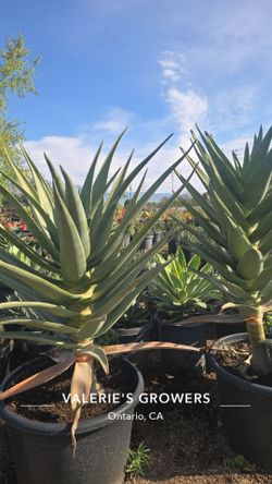 Aloe Hercules Palm