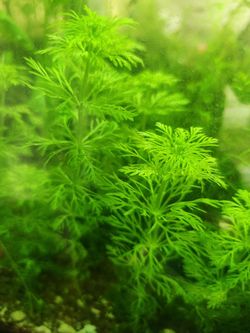 Limnophila – Live Aquarium Stem Plant - $5