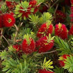 Bottle Brush Tree 15gallon 10ft Tall 