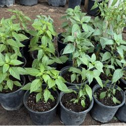 Chiltepin Plans $10 Each 
