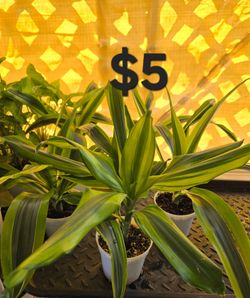 Dracaena