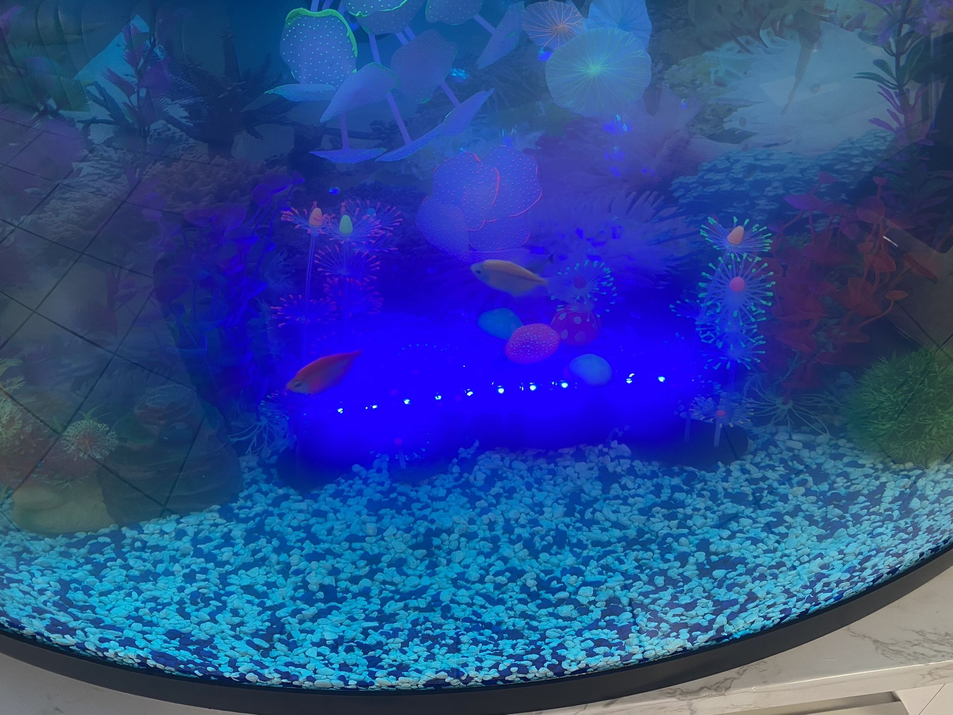 Aquarium 36 Gallons