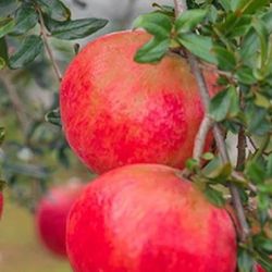 1 Gallon 2 Feet Pomegranate Fully Rooted Plant Punica Granatum