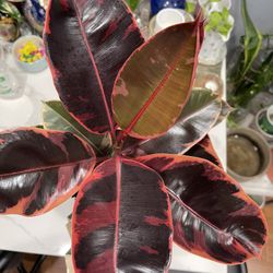 Rubber Tree Teneke Ficus 2, Variegated 